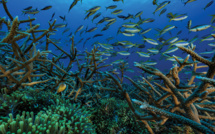 Le gouvernement précise sa stratégie pour les aires protégées