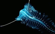 La biosphère de l'ombre pourrait être le berceau de la vie sur Terre