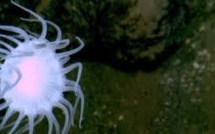 La fosse des Mariannes habitée par les microbes