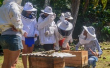 ​Linnea Rocher, Marquisienne de cœur, apicultrice de métier