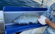 A Rangiroa, "le stock de becs de cane n'est pas en danger mais il pourrait rapidement basculer"