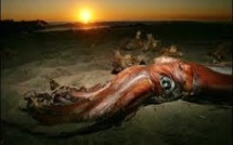 Calmars géants: une multitude de légendes mais une seule espèce ?