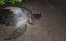 Le retour des pontes de tortues à Moorea