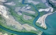 Les États-Unis au secours des mangroves océaniennes