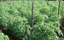 Des aides mieux ciblées pour l’agriculture