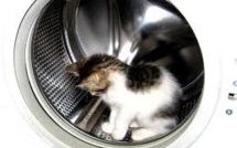 Brûlures, chutes, intoxications: la maison est périlleuse pour les bêtes