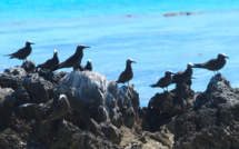 Tikehau, la renaissance de l'île aux oiseaux