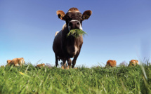 Moins de vaches, plus de voitures électriques: les pistes néo-zélandaises vers la neutralité carbone