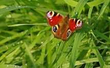 2012, annus horribilis pour les papillons britanniques