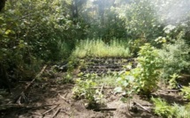 Australes : 315 plants  de cannabis détruits