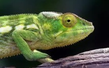 Voici bien longtemps, papy caméléon a pris la mer pour quitter l'Afrique