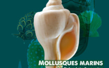 Plus de 3 000 mollusques marins référencés dans un livre hors-norme