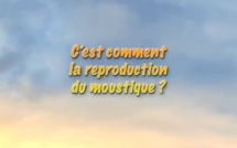 Prevention contre la dengue : Voleur de sang (part 4)