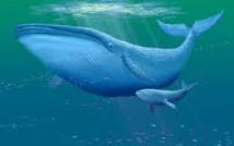Des baleines bleues de l'Antarctique marquées pour suivre leur migration