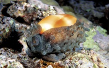 Mollusques : Un trésor polynésien