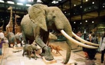 Un voleur s'attaque à la tronçonneuse à l'éléphante de Louis XIV