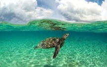 En plein océan, le laboratoire naturel de l'atoll d'Aldabra