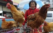 Nouveau décès en Chine dû au virus de la grippe aviaire H7N9