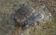Seychelles: la tortue disparue n'avait jamais existé