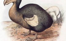 Les oiseaux du Pacifique ont été ravagés par la colonisation humaine