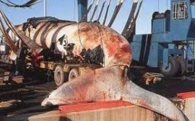 Baleines: prises japonaises les plus basses depuis 1987