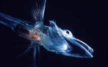 Un "poisson glace" au sang transparent à l'aquarium de Tokyo