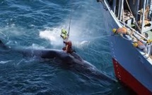Chasse à la baleine: Sea Shepherd remporte une manche contre le Japon