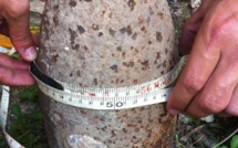 Uturoa : un obus neutralisé chez un particulier