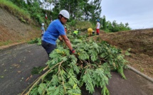 Onze demandeurs d’emploi formés au jardinage à Punaauia 