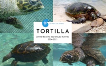 Te mana o te moana : La tortue Tortilla n'est plus
