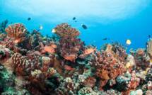 Le corail polynésien est globalement préservé