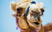 Le chameau offert à François Hollande a été mangé