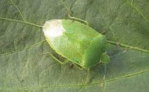 Le haricot inspire la recherche contre la punaise de lit