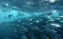 "Appel" à Paris pour la haute mer,"au coeur de la survie de l'humanité"