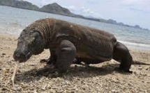 A 83 ans, elle repousse un varan de Komodo d'un coup de pied