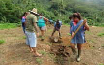 Le jardin citoyen de Vaiare s'enrichit de jeunes pousses