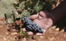 Le premier vin français au cannabis est un Bordeaux