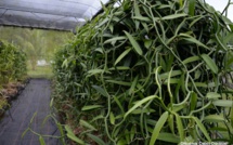 ​Une loi du Pays pour la filière vanille