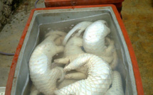 Philippines: saisie de pangolins congelés dans un bateau de pêche chinois