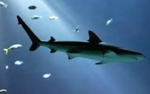 Les requins fuient la pleine lune au fond des mers