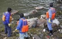 Mort inexpliquée de centaines de porcs et de chiens en Chine