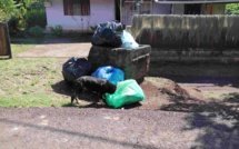 Faa'a en campagne contre les chiens errants