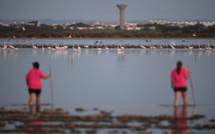 Environ 20% des espèces sont menacées en France, la situation se dégrade (UICN)