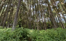 ​Un texte pour exploiter les forêts privées de pin des Caraïbes en Polynésie