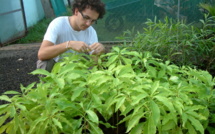 Médecine traditionnelle : Etude du «Tueiao», plante endémique de Nuku Hiva