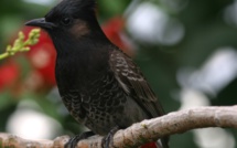 Ua Pou : La SOP Manu veut coincer le bulbul