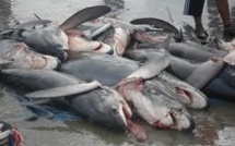 La Nouvelle-Calédonie interdit la pêche aux requins dans sa ZEE