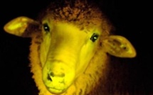 Uruguay: naissance de moutons transgéniques phosphorescents