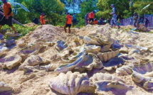 Philippines: saisie pour 2,7 millions d'euros de palourdes géantes