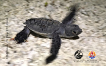 ​170 bébés tortues naissent à Moorea